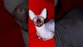 Обидели лисую кошку сфинкс sphynx kittens