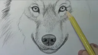 Hướng dẫn vẽ chú Chó sói - How to Draw a Wolf Narrated