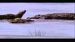 Gustave (The Giant Nile Crocodile) VS The Hippopotamus [Discussion Video]