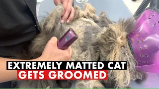 EXTREMELY MATTED CAT GETS GROOMED