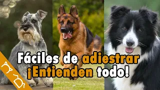 Top 15 Razas De Perros MÁS INTELIGENTES Del Mundo Fáciles De ADIESTRAR | Perros Listos Que Existen