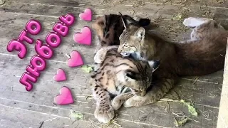 Big cats love
