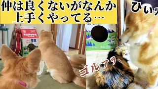 【犬猫アテレコ】こんにちはコーギーのハルです。