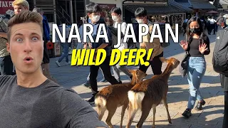 1,000 WILD Deer in Nara, Japan | Feeding Deer at Nara Deer Park