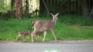 Mother and twin fawns