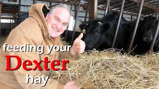 how much hay will my Dexter eat and how to feed it efficiently