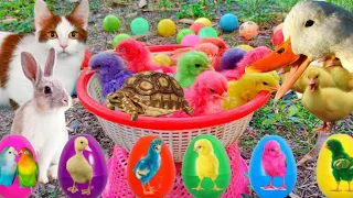 Catch Cute Chickens, Colorful Chickens, Rainbow Chicken, Rabbits, Cute Cats,Ducks,Animals Cute #71