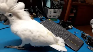 A cockatoo argue over stuff on my bench
