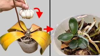 Rotten orchids immediately revive in this simple way