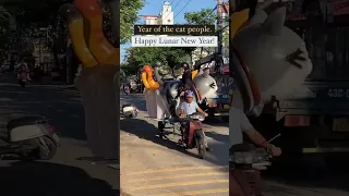 CATS. CATS EVERYWHERE! Lunar New Year. I’m all about it. #vietnam #lunarnewyear