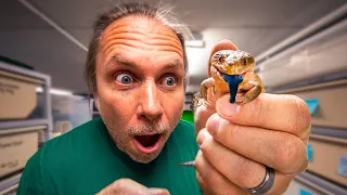 LIVE BIRTH BABY SKINKS!! BEST ONES OF THE YEAR!! | BRIAN BARCZYK