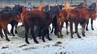 Покупаю жеребят 16 голов