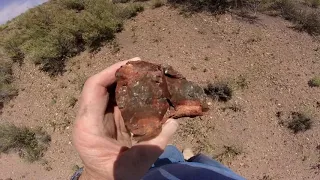 Rockhounding AZ. Petrified Wood-June 5, 2019--Larry & Kay