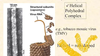 BIO3015 Episode 003: Virus symmetry