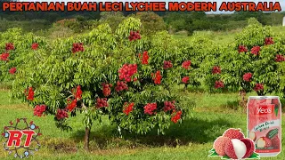 PERTANIAN BUAH BUAHAN LECI | LYCHEE MODERN DI AUSTRALIA