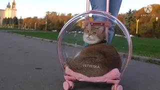 THE PERFECT TROLLEY YOU NEED FOR YOUR CATS