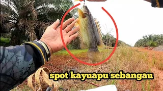 walaupun belum musim di spot ini masih banyak ikannya | mancing papuyu disebangau.