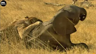 Lion Attack and Eat Elephant Alive - Animal Fighting | ATP Earth