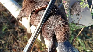 Первый осенний бобрик пойман, охота на бобра капканами, сезон 2023-24 г.