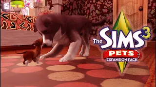 The Sims 3 Питомцы #15 Рождение щенят🐶🍼