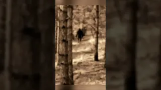 1990 Bigfoot Sighting in Gwinn, Michigan
