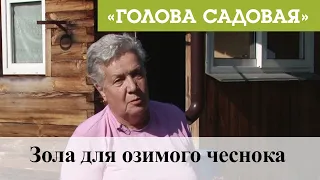 Голова садовая - Зола для озимого чеснока