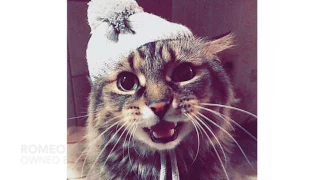 Cutest Cat contest: Best Expression winners