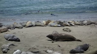 Elephant-Seals, Piedras Blancas, California