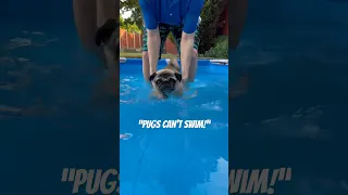 Pugs CAN’T Swim! 🤔 #shorts