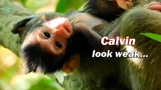 Newborn monkey Calvin lose all powerful why second mom Casi didn't feed milk