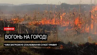 Шкода екології та збитки державі: які наслідки спричиняють закарпатці через спалювання сухостою