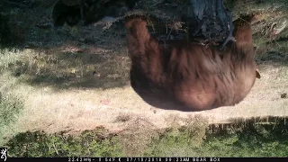 Colorado black bear messes with our trail cam...