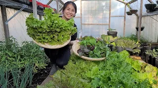 Chia Sẻ Cách Trồng Mướp Hương -Tham Quan Vườn Rau Sạch -Thu Hoạch Xà Lách - Organic Garden