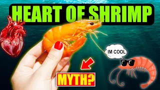 Did You Ever Know That 'HEART' of a SHRIMP is located in its head!