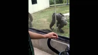 Chimp goes CRAZY on chimp.