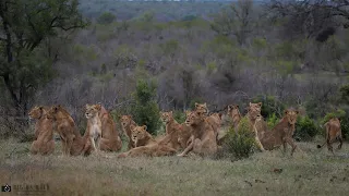 The Biggest Lion Pride in the Kruger National Park