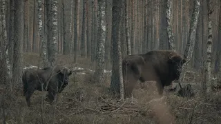 Naliboki forest. Netry. Bison.