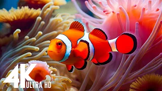 THE DEEP OCEAN | 4K TV ULTRA HD / Full Documentary - Beautiful Coral Reef Fish Video - Stress Relief