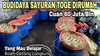 Cuan 60 Juta Perbulan Dari Budidaya Toge Rumahan