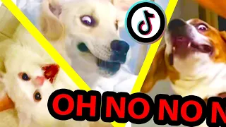 oh no oh no oh no no no TikTok meme with Pets Only | TikTok Compilation Part 2