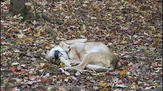 Wolf Wakes Up with the Cutest Stretching Routine
