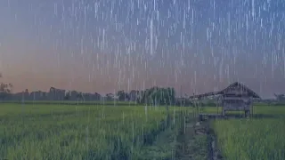 Heavy rain in the middle of peaceful rice fields • refreshes the heart and mind