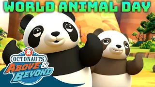 Octonauts: Above & Beyond - 🐱 World Animal Day 🐼 | Compilation | @Octonauts​