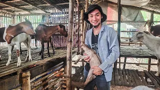 GOAT FARMING | 21 YEARS OLD STUDENT, NAPARAMI ANG ALAGANG KAMBING MULA SA KANYANG MALIIT NA PUHUNAN