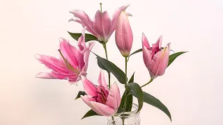 Oriental Lily Care and Handling