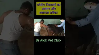 Retention of placenta in cow @DrAlokVetClub