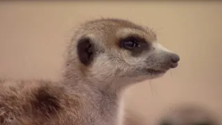 Learn the Meerkat Language! | BBC Earth