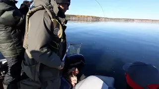 Сом на Иркутском водохранилище, Курма