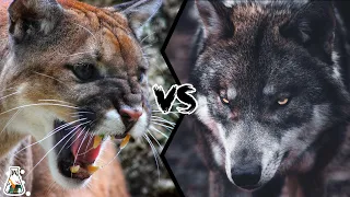 COUGAR VS WOLF - Who Wins When They Fight?