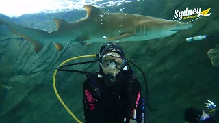 Shark Dive at SEA LIFE Sydney Aquarium | Sydney Weekender